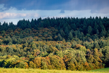 Wiederaufforstung im Mischwald