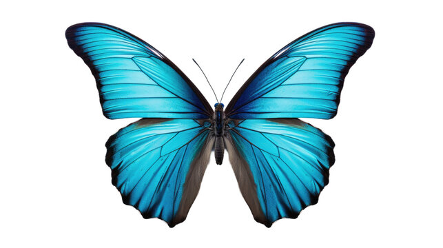 beautiful colorful butterfly isolated on transparent background

