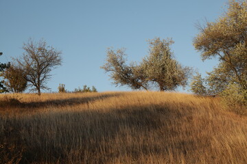 A tree on a dry hill