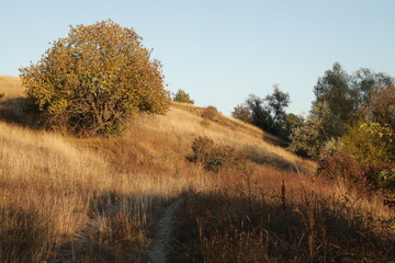 A tree on a dry hill