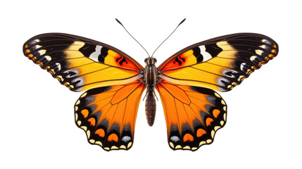 butterfly on a transparent background 