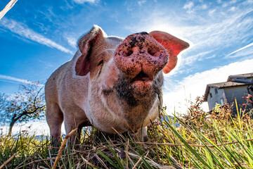 Close-up of a pig from below