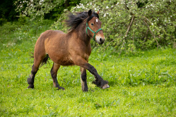 Junges Kaltblut im Galopp