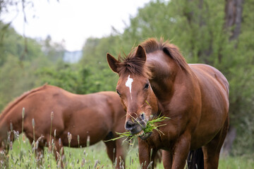 Pferd frißt Gras