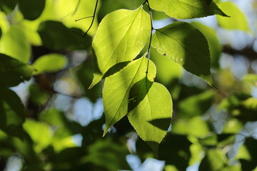 The leaves are green in the sunlight, that it was in the summer, they will answer if you ask