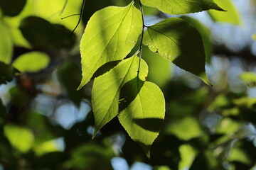 The leaves are green in the sunlight, that it was in the summer, they will answer if you ask. 