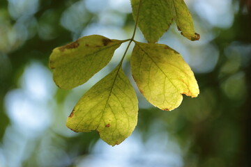 leaves on a tree