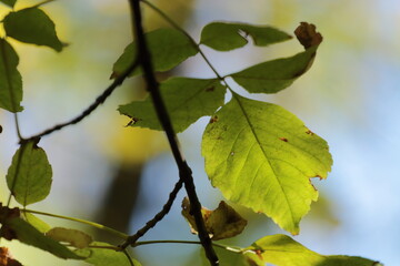 Green leaves in autumn in the forest
