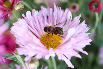 bee on a pink flower
