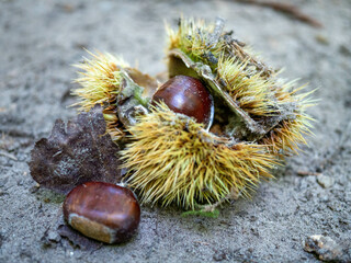 bogue de ch&acirc;taignes