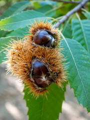 bogue de ch&acirc;taignes