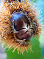 bogue de ch&acirc;taignes