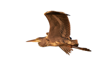 Grey heron bird in flight isolated (Ardea cinerea)