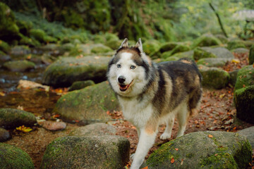 husky on the meadow