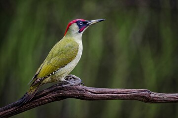 Closeup of a European green woodpecker perched on the branch on a sunny day