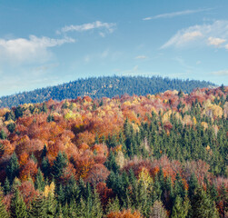 Autumn colorful forest in Carpathian Mountains (Guta, Ivano-Frankivsk oblast, Ukraine).