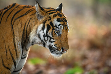 Side profile of a large male tiger walking through the summer forests with colourful background at...