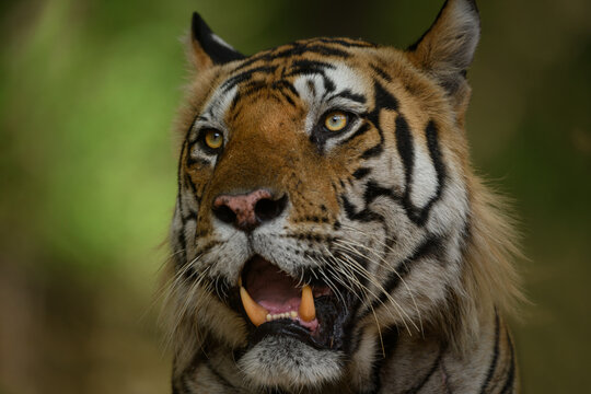 Portrait of a large male tiger resting under sal trees at Bandhavgarh National Park, Madhya Pradesh, India
