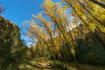 The beautiful path with poplar trees in autumn of the Hoces del Duraton natural park near Sepulveda, Segovia, Spain