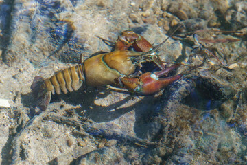 One large river crayfish und the water surface in the river Duraton, Spain