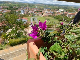 La maravilla de las flores en un hermoso día soleado
