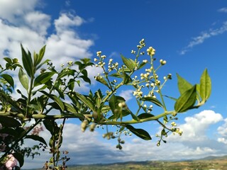 La maravilla de las flores en un hermoso día soleado
