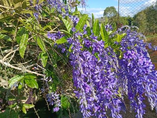 La maravilla de las flores en un hermoso día soleado
