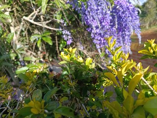 La maravilla de las flores en un hermoso día soleado