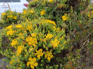 Naturalueza en los paramos