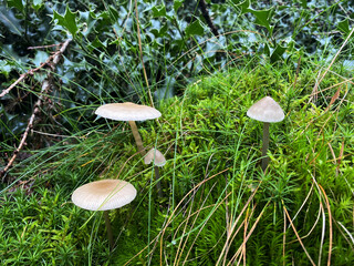 A forest mushroom growing among fallen leaves in the woods