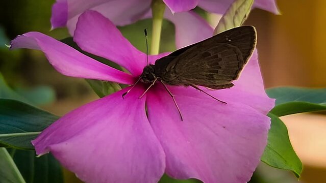 Imagem Macro de Borboleta Sugando N&eacute;ctar da Flor