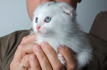 In his arms is a white Scottish fold kitten with blue eyes. Beautiful white kitten