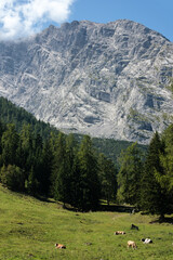 Fototapeta na wymiar Felswand mit grasender Kuhherde im Vordergrund