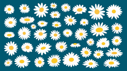 Chamomile white flat flowers collection. Daisy bouquet, isolated flower on blue background. Decorative nature floral vector set