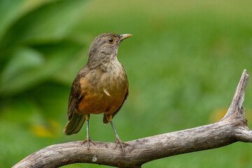 The Rufous-bellied Thrush also know as Sabia-laranjeira perched on a branch. It is the symbol bird of Brazil. Birdwatching. Bird lover. Birding. Species Turdus rufiventris