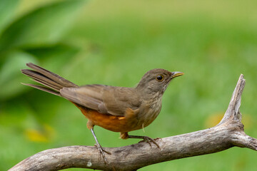 The Rufous-bellied Thrush also know as Sabia-laranjeira perched on a branch. It is the symbol bird of Brazil. Birdwatching. Bird lover. Birding. Species Turdus rufiventris