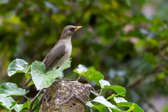 The Creamy-bellied Thrush also know as Sabia Poca or Zorzal Chalchalero on the tree branch. Species Turdus amaurochalinus. Birdwatching. Animal world. Birding.