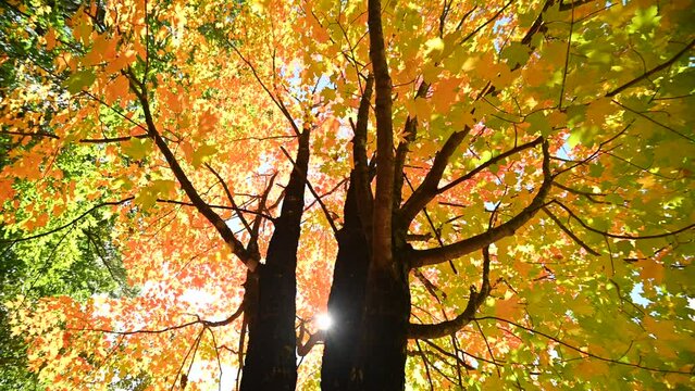 autumn in the park