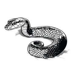 Fototapeta premium Hand Drawn Sketch Boomslang Snake Illustration