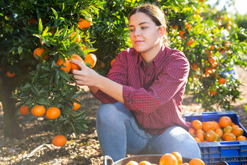 Focused European female picking ripe organic mandarins in plastic container box in orchard or on...