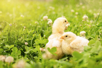 little chickens walk and peck grains on beautiful juicy green grass with flowers on a bright sunny day. chickens on the lawn in the sun