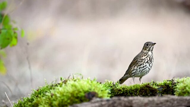 Song Trush Turdus philomelos on the forest puddle Slow motion.