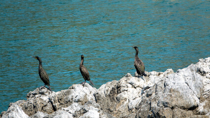 Cormorants sunbathing on the rocks on a deserted coast in the Mediterranean Turkey. Çeşme, Izmir