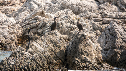 Cormorants sunbathing on the rocks on a deserted coast in the Mediterranean Turkey. Çeşme, Izmir