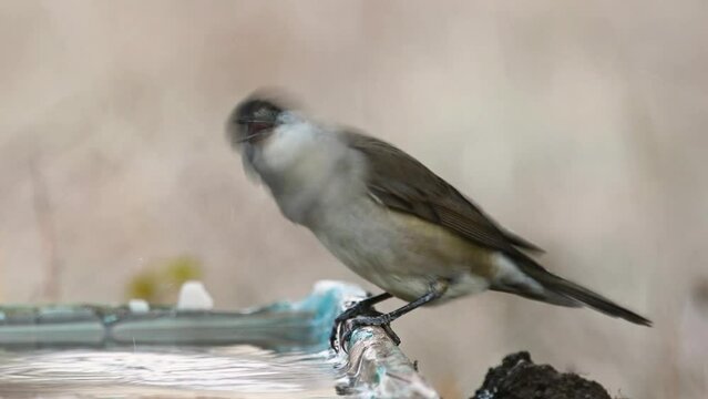 Eurasian Blackcap Sylvia atricapilla in the wild. A bird drinks water. Slow motion.