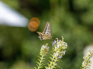 花の蜜を吸うアゲハチョウ