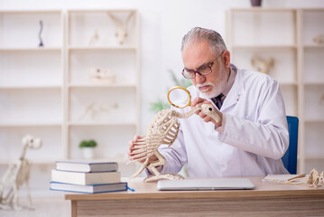 Old male paleontologist examining ancient animals at lab