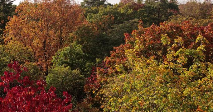 Autumn tree top detail close up