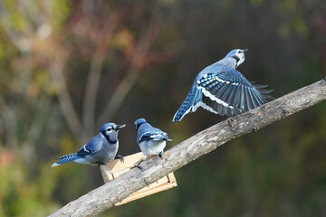 Blue Jays fighting with other Jays in midair or on the branch next to the feeder on fall day