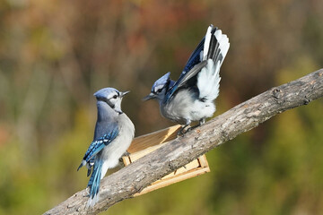 Blue Jays fighting with other Jays in midair or on the branch next to the feeder on fall day